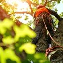 Vega's Tree Service,Inc - Tree Service