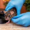 Barron's Pest Control gallery