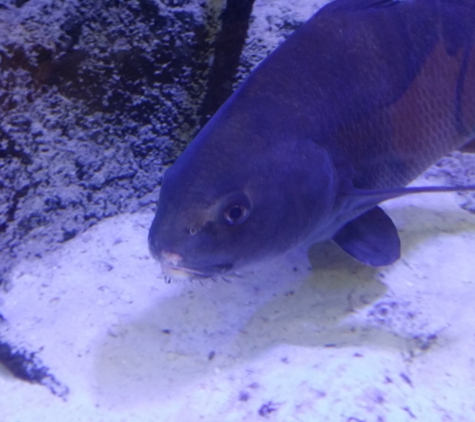 Marine Science Center - Ponce Inlet, FL