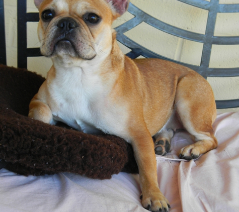 Distinctive French Bulldogs - Fallbrook, CA