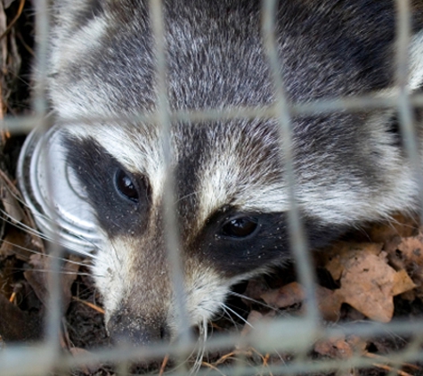 Anderson Wildlife Control LLC - Prospect, CT