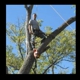 Norris Tree Service