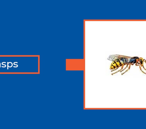 Novopest Professional Pest Management. Wasps