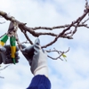 Special Tree Service gallery