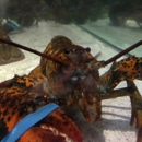 Red Lobster