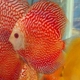 Mac's Discus