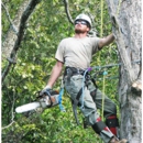 Nashville Tree Climber - Tree Service