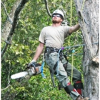 Nashville Tree Climber
