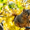Alert Pest Control Company gallery