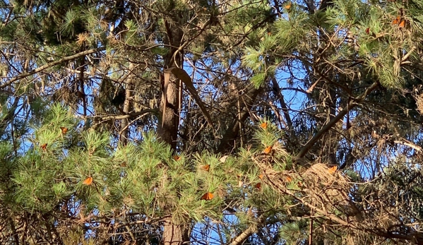 Monarch Grove Sanctuary - Pacific Grove, CA