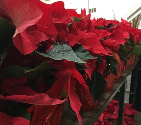 Inland Flower Market - San Bernardino, CA