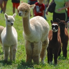 Alpacas of The Heartland