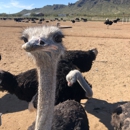 Rooster Cogburn Ostrich Ranch