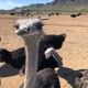 Rooster Cogburn Ostrich Ranch