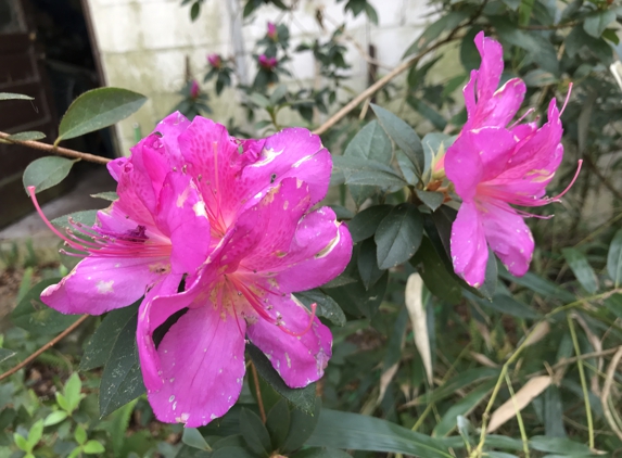 Sunset Motel - Brooksville, FL. Lovely Flowers here