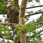 Carney Tree Service LLC