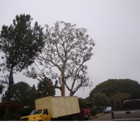 Busy Beaver Tree Service - Vista, CA