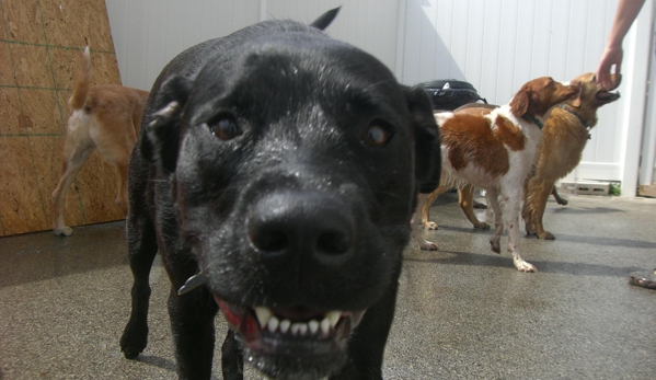 Alfie's Poochie Playlot - Mokena, IL