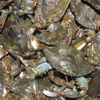 Bay Area Blue Crab gallery