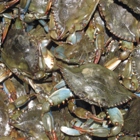 Bay Area Blue Crab