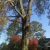 Affordable Carolina Tree Service gallery