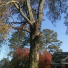 Affordable Carolina Tree Service