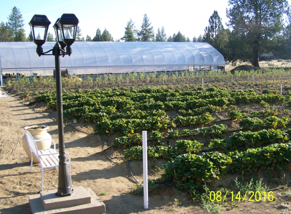 Cohen's Organic Berry Gardens ( Farm, Nursery, Gardens, R.V. Park ) - Sprague River, OR