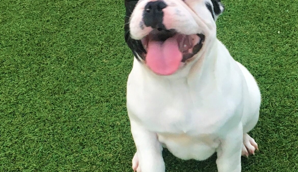 Tralinka French Bulldogs - Muchea, WA