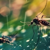 Identify Pest Control gallery