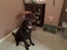 Jackson Highway Veterinary Clinic - Veterinary Clinics & Hospitals