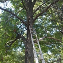Crabtrees tree service - Tree Service