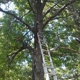 Crabtrees tree service