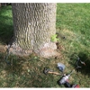 West Michigan Tree Services gallery