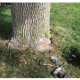 West Michigan Tree Services