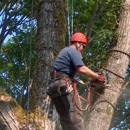 Kings Trees Inc. - Tree Service