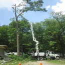 Beeghly Tree Service - Tree Service