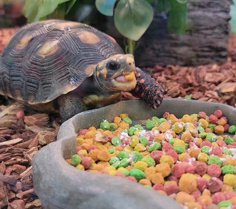 Petco - Lihue, HI