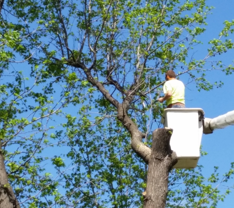 Madison County Tree Service . - Brighton, IL