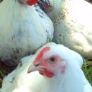 Renaissance Chicken - Farms