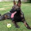 German Shepherds of Texas gallery