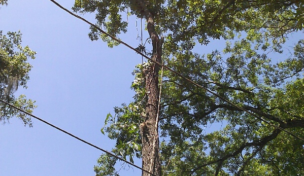 J Davis Tree Service - Brooksville, FL