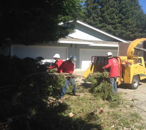 Timberland Tree Care - Concord, CA