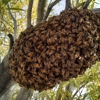 Beetech Bee Control gallery