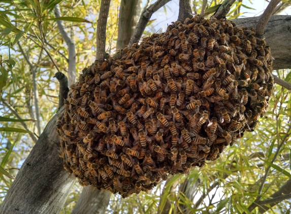 Beetech Bee Control - Queen Creek, AZ