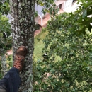Open Canopy Tree Service - Tree Service