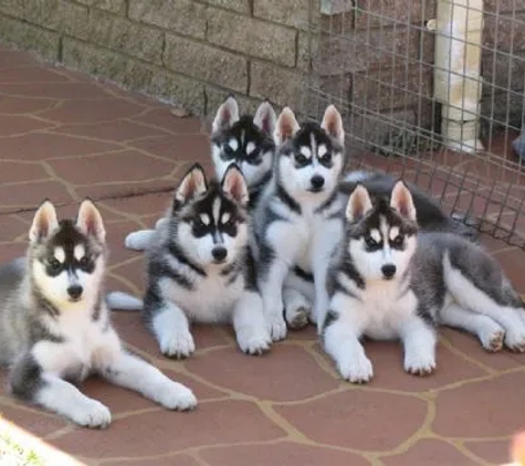 Ulverstone Boarding Kennels & Cattery - Ulverstone, TAS