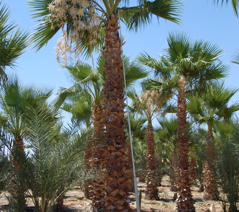 Desert Empire Palms - Coachella, CA