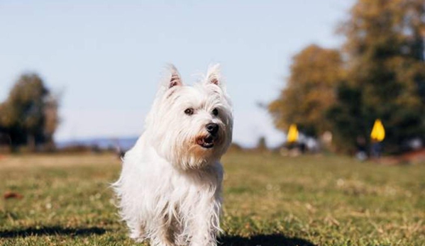 Dog Guard Pet Fencing