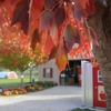 Prairie Sky Orchard - Apple Orchard gallery