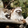 Rodent Exterminator gallery